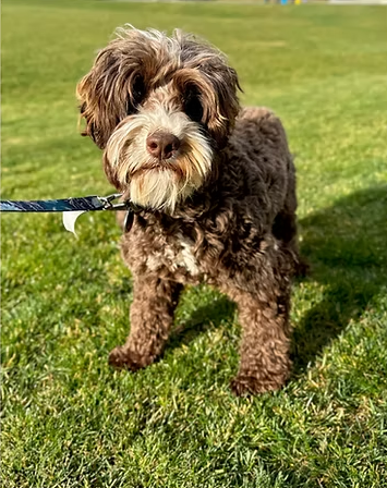 rocky - Australian Labradoodle Puppies | California, USA
